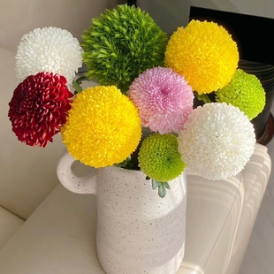 小雏菊非洲菊乒乓菊各类菊花云南基地直发