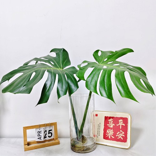 水培绿植   龟背竹观音竹室内桌面绿植花卉办公室桌面绿植氧吧
