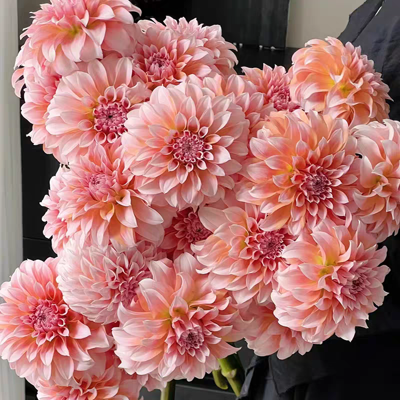 奶油桃子大丽花鲜切花鲜花云南基地直发温柔网红款花束水培插花