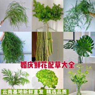 鲜花配草配花绿植真花龟背蓬莱松黄莺草高山羊齿云南直发