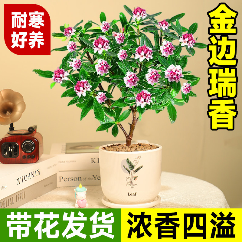 金边瑞香盆栽浓香型老桩大苗带花苞耐寒阳台花卉植物室内花年宵花