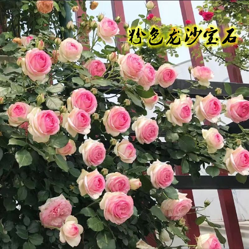 藤本月季大苗爬藤月季浓香大花欧月蔷薇花苗多季开花四季好养大苗