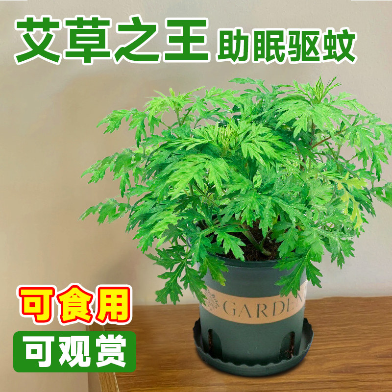 艾草盆栽端午新鲜可食用室内外阳台好养活驱蚊香草小绿植物艾叶苗图片