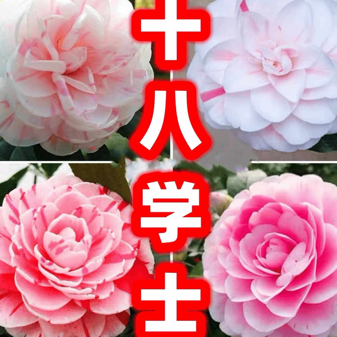 十八学士山茶花盆栽树苗白底粉十八学士四季花卉绿植阳台观花植物