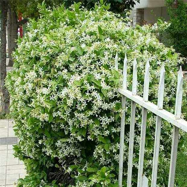 四季不落叶爬藤植物络石藤大苗攀茉莉花