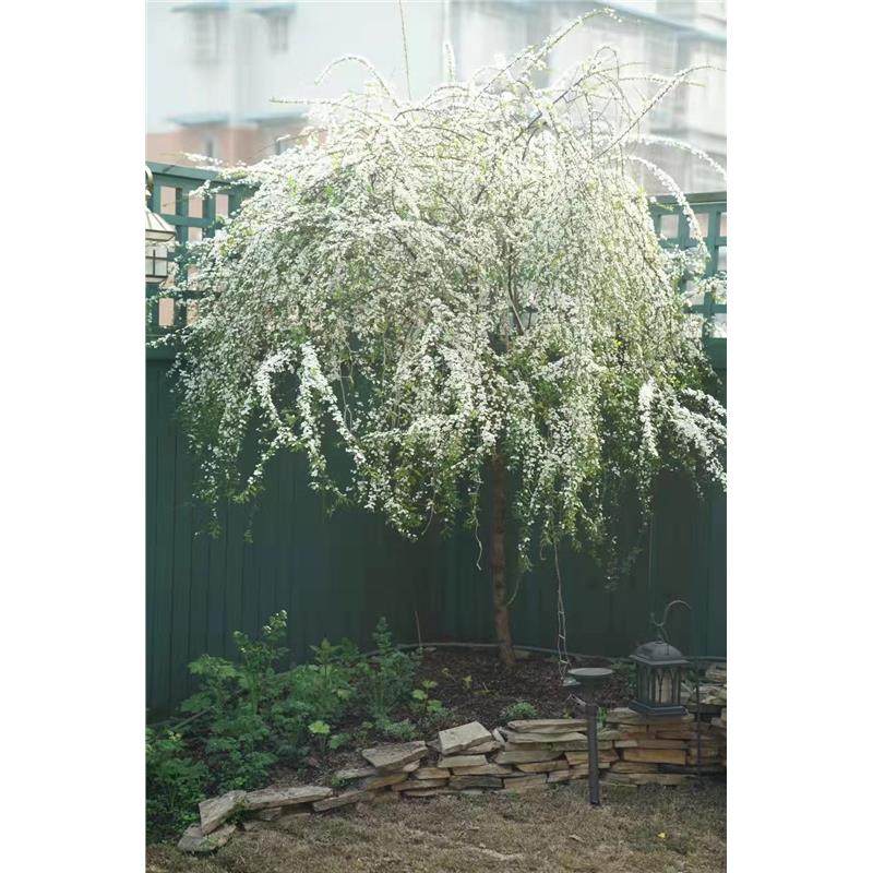 喷雪花棒棒糖盆栽大苗雪柳室内外耐寒花卉阳台庭院花园别墅耐晒植图片