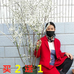 雪柳植物喷雪花苗盆栽花卉绿植珍珠梅绣线菊庭院雪柳室外耐寒阳台