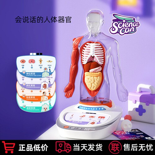 科学罐头人体解剖可拆卸语音模型