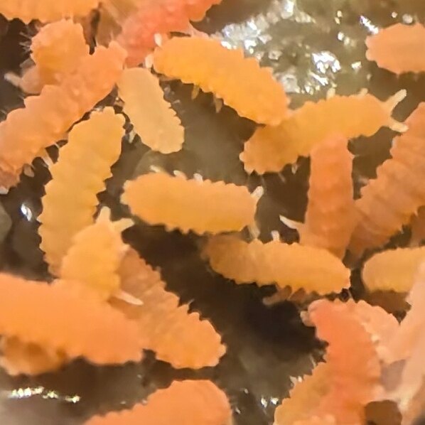 红疣跳虫非巨疣食腐工具虫雨林缸生态缸清理腐烂霉菌活虫红色活体
