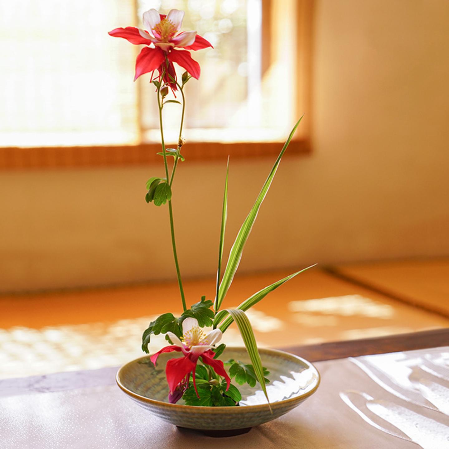 专用水仙花陶瓷禅意盆苔玉底座