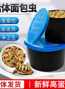 面包虫活虫黄粉活体龙鱼乌龟饲料