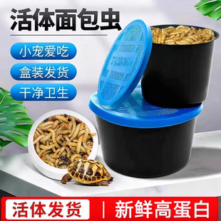 面包虫活虫黄粉虫活体龙鱼乌龟守宫刺猬仓鼠蜥蜴鸟画眉八哥饲料