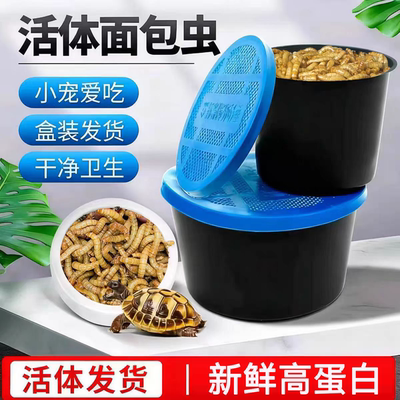 面包虫活虫黄粉活体龙鱼乌龟饲料