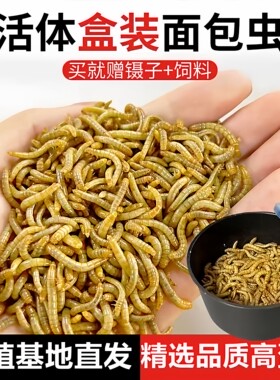 面包虫活虫黄粉虫活体金龙鱼仓鼠乌龟大麦虫画眉鸟食八哥幼虫钓鱼