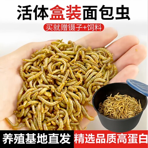 面包虫活虫黄粉虫活体金龙鱼仓鼠乌龟大麦虫画眉鸟食八哥幼虫钓鱼