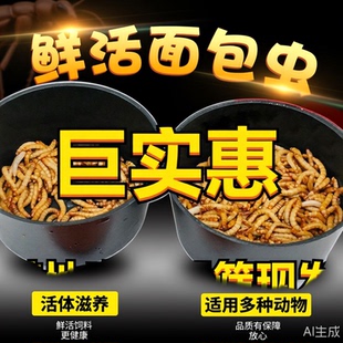 鲜活面包虫活黄粉虫八哥画眉鹦鹉角蛙粮守宫蜥蜴螳螂壁虎蜘蛛饲料