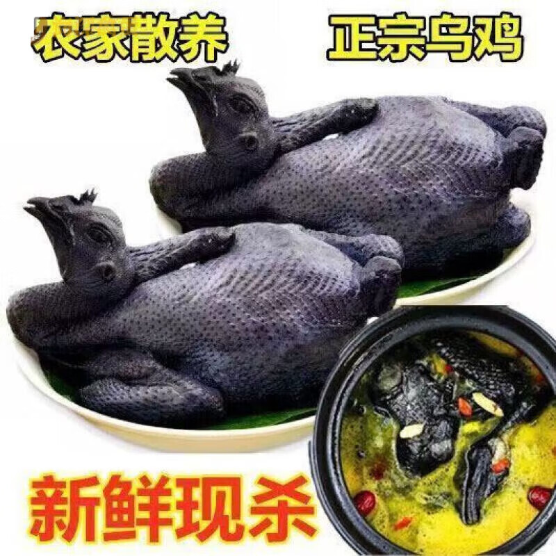 乌鸡正宗土鸡农家散养整鸡