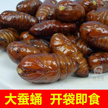 炸大蚕蛹美味东北大黄蛹茧蛹油炸虫子昆虫宴