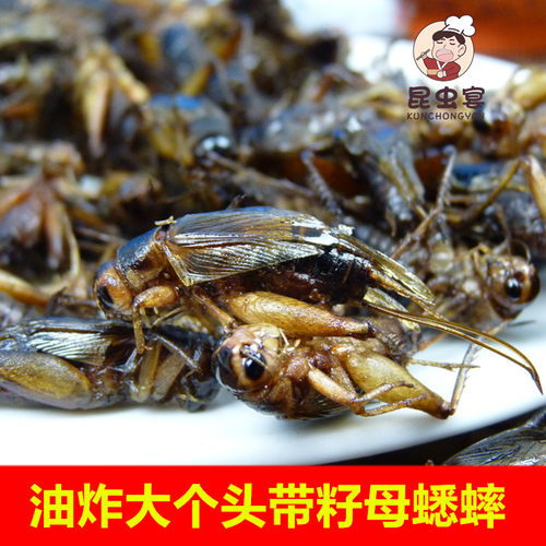 蟋蟀炸虫子好吃昆虫宴