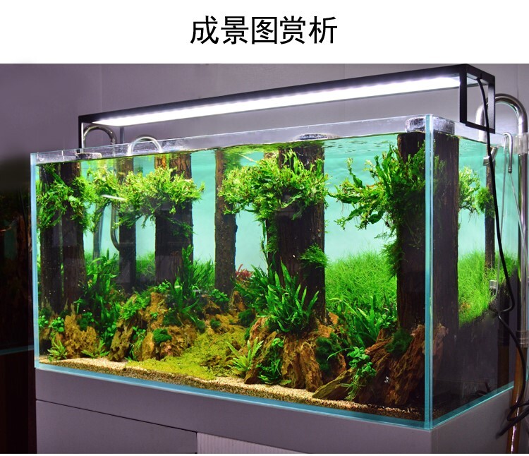 森林a016之造景水杉木鱼直森林造景沉木歌段水草树干雨林缸树桩草