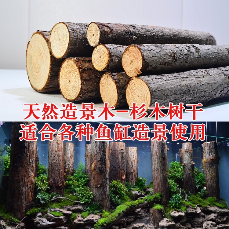 森林之歌造景水杉木鱼缸森林造景直沉木段雨林造景树皮树桩水草缸