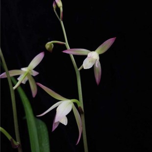 带花苞 种 荷塘月色 建兰色花新品