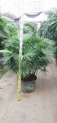 金山棕竹大型植物盆栽细叶金山棕小叶棕客厅室内室外净化空气绿植