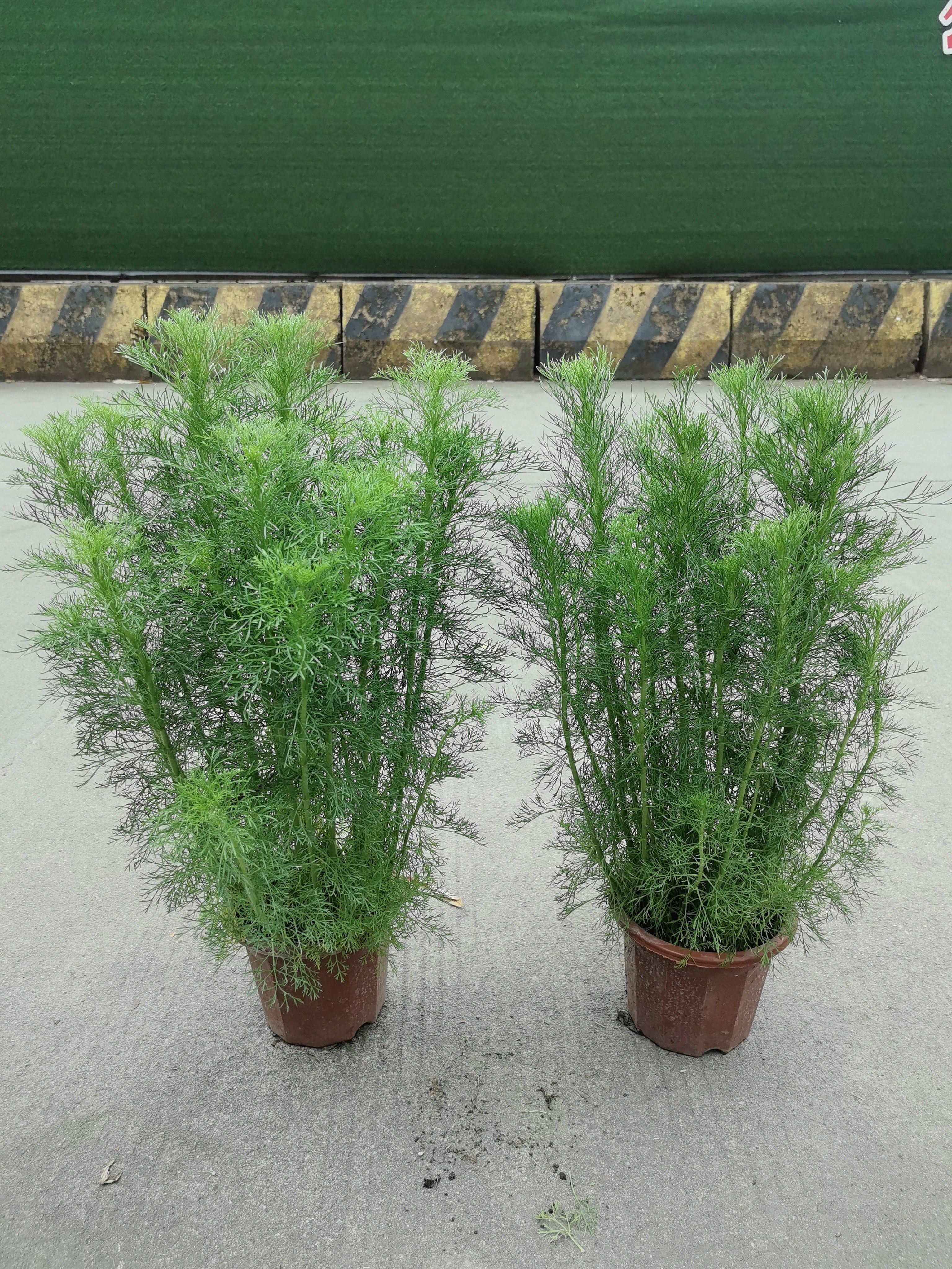 假蒿盆栽绿植四季常绿耐热耐寒耐湿花园阳台室外植物空气净化好养图片
