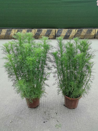 假蒿盆栽绿植四季常绿耐热耐寒耐湿花园阳台室外植物空气净化好养