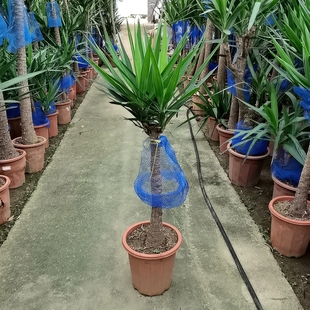 荷兰铁植物大型盆栽室内办公室巨丝兰常青观叶卧室净化空气网红