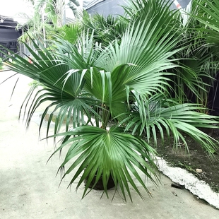 大叶蒲葵棕榈树苗老人葵棕榈扇子树苗四季常青庭院别墅大型绿植物
