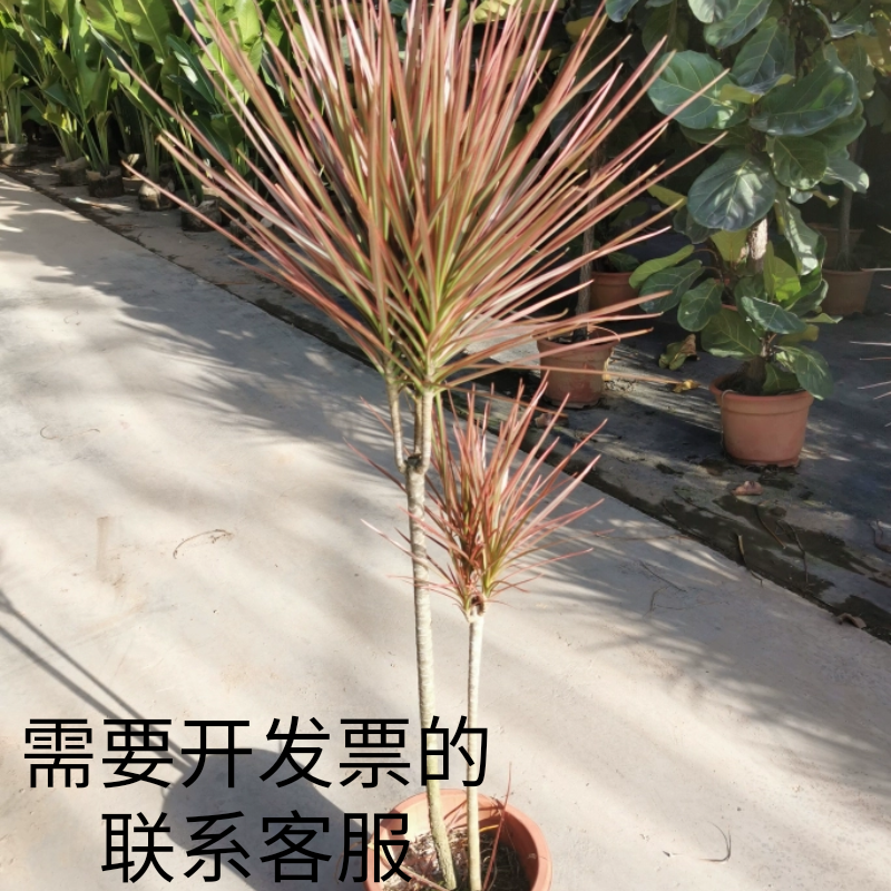 千年木绿植七彩铁三杆步步高客厅落地大盆栽轻奢乔迁室内大型植物