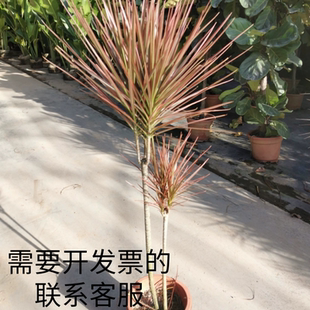 千年木绿植七彩铁三杆步步高客厅落地大盆栽轻奢乔迁室内大型植物