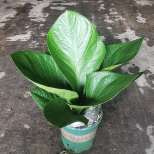 网红常物金叶子聚宝盆绿植鸟巢花烛大叶子盆栽客厅办公室耐阴美观