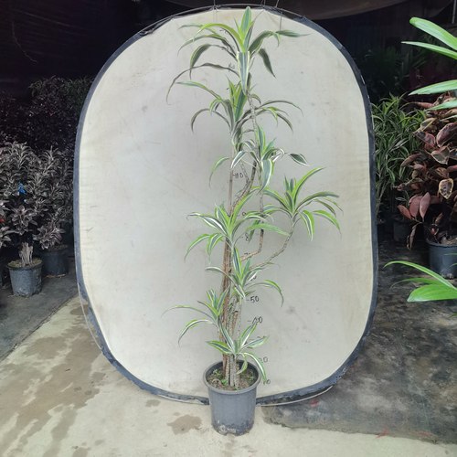 巴西美人铁老桩植物高档盆景造型室内客厅办公室落地大型绿植盆栽