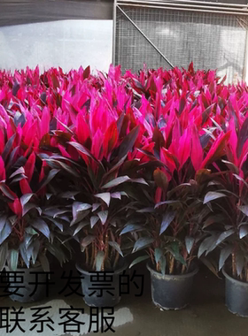 朱蕉 红叶植物盆栽 富贵竹红铁紫竹庭院绿植可以水培室外净化空气