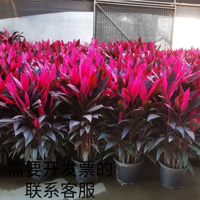 朱蕉 红叶植物盆栽 富贵竹红铁紫竹庭院绿植可以水培室外净化空气
