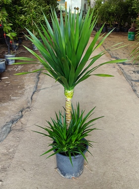 大叶太空铁龙血树大型盆栽室内办公室网红北欧绿植好养可选