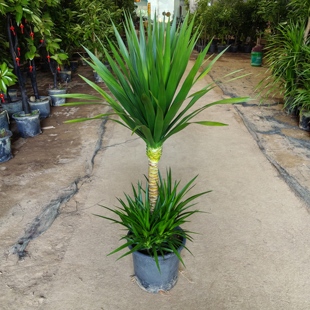 大叶太空铁龙血树大型盆栽室内办公室网红北欧绿植好养可选