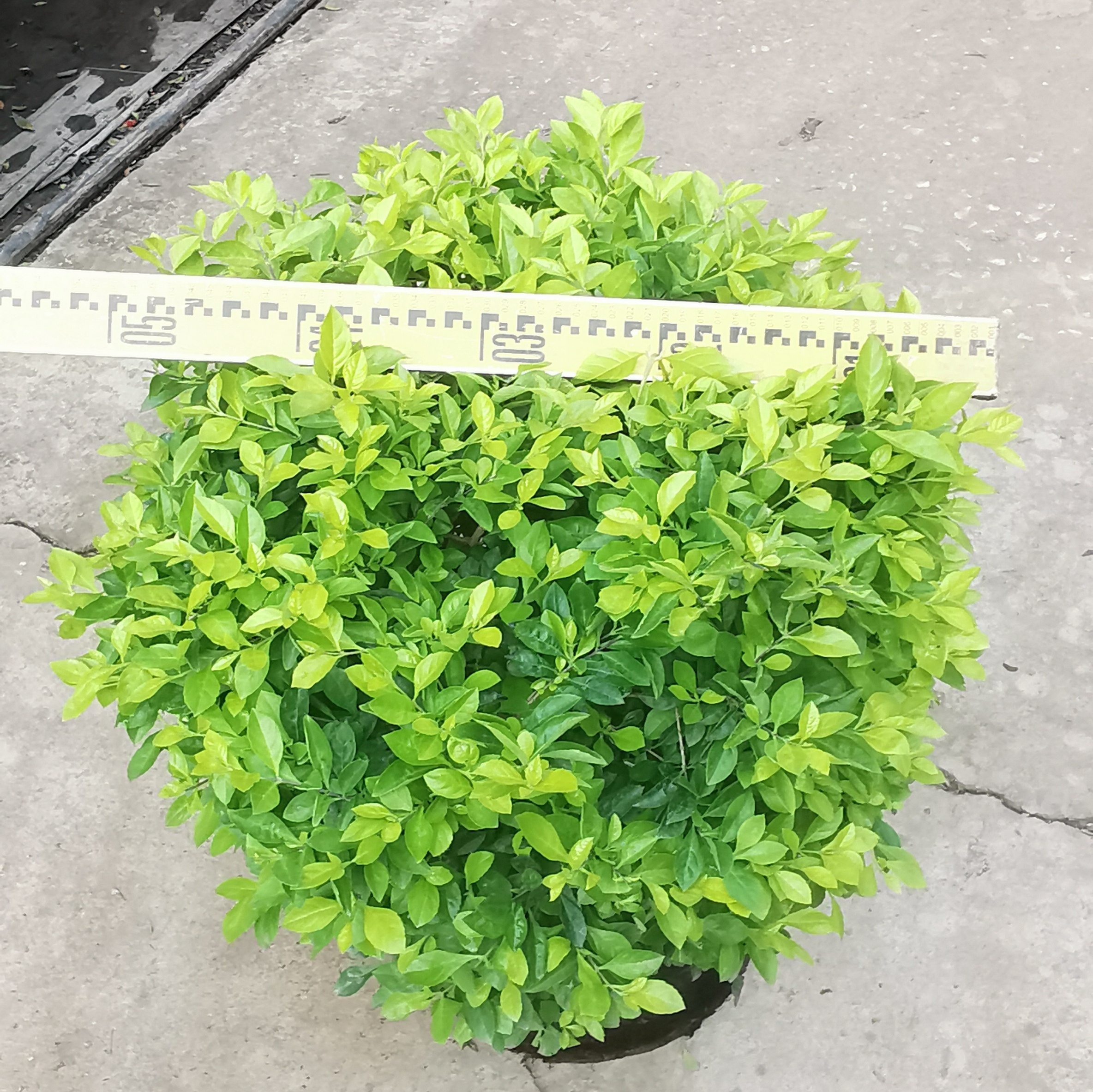 黄金叶苗木庭院工程树苗金叶女贞四季常青绿化苗篱笆苗木树苗球形