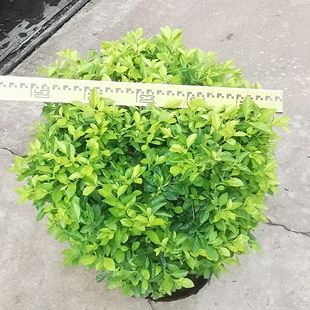 黄金叶苗木庭院工程树苗金叶女贞四季常青绿化苗篱笆苗木树苗球形