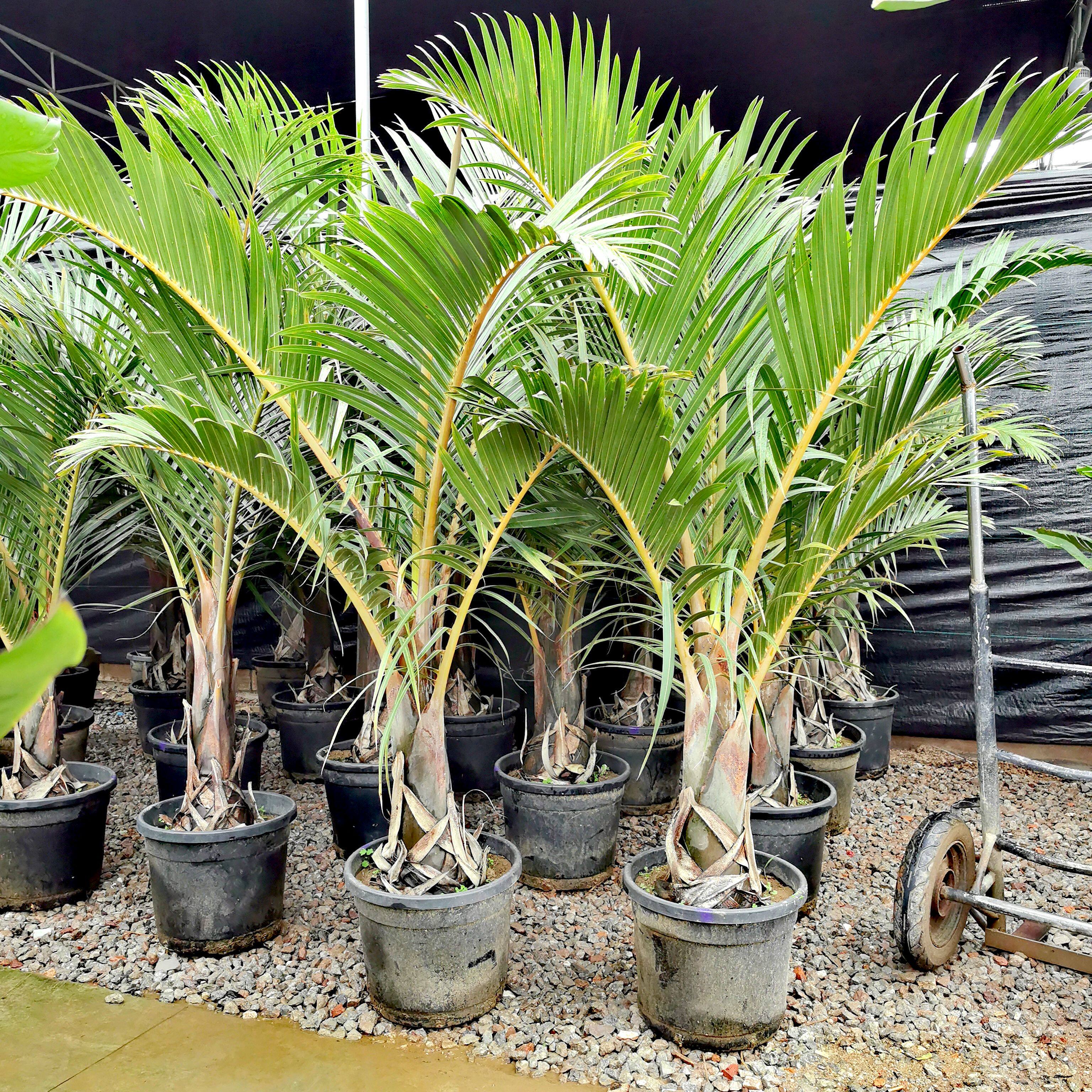 棍棒椰子树别墅大型高档绿植酒瓶椰子大型室内外绿植北欧风格易活