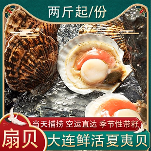 大连超大扇贝鲜活带壳夏夷贝蒜蓉粉丝贝元贝海鲜刺身海鲜水产2斤