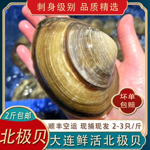 鲜活大个北极贝片新鲜海鲜刺身即食兰花蚌马季贝类日料水产500g