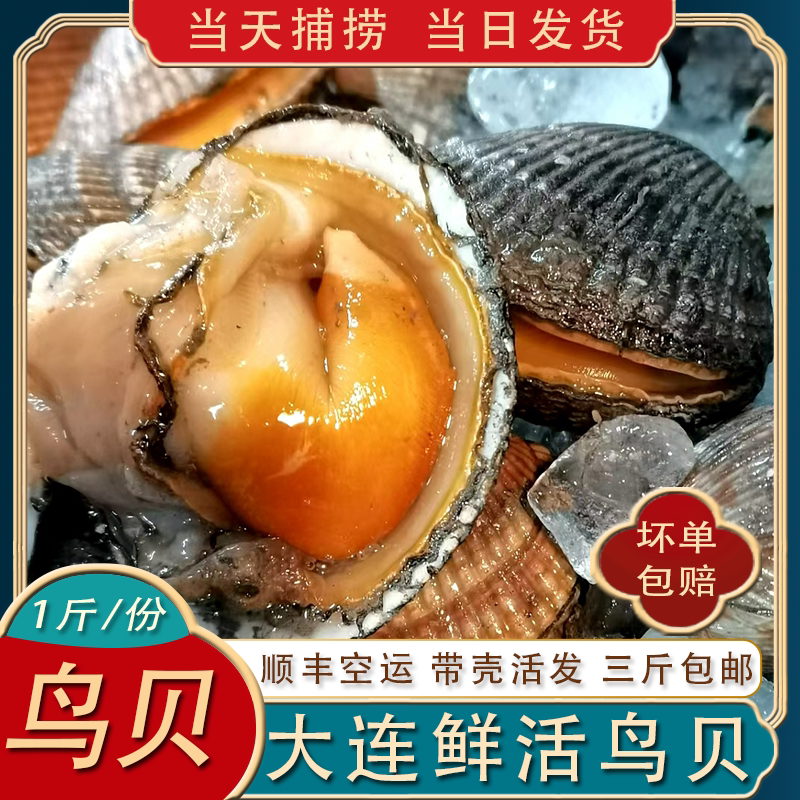 鲜活鸟贝带壳发货非冷冻500g