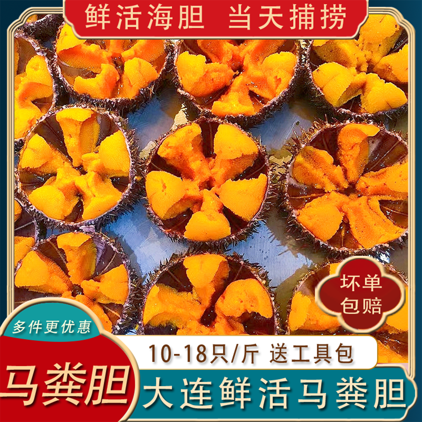 大连马粪海胆活空运发10-18只/斤