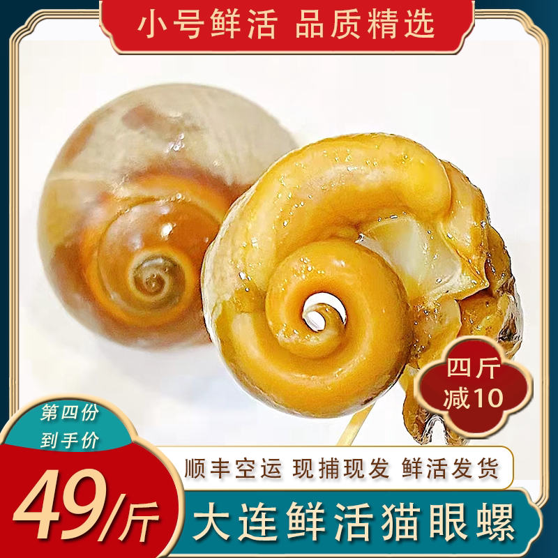 大连小猫眼螺鲜活田生沙螺白玉螺大香螺肚脐螺扁玉螺新鲜海螺红腚