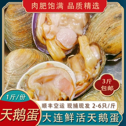 大连天鹅蛋鲜活贝大蛤蜊紫石房蛤大贝类烧烤料理刺身500g2-6只/斤