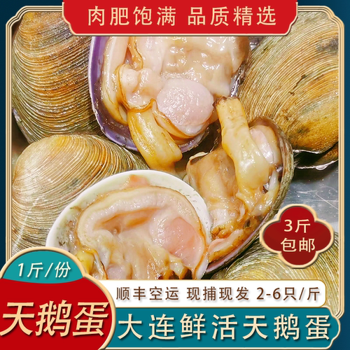 大连天鹅蛋鲜活2-6只/斤