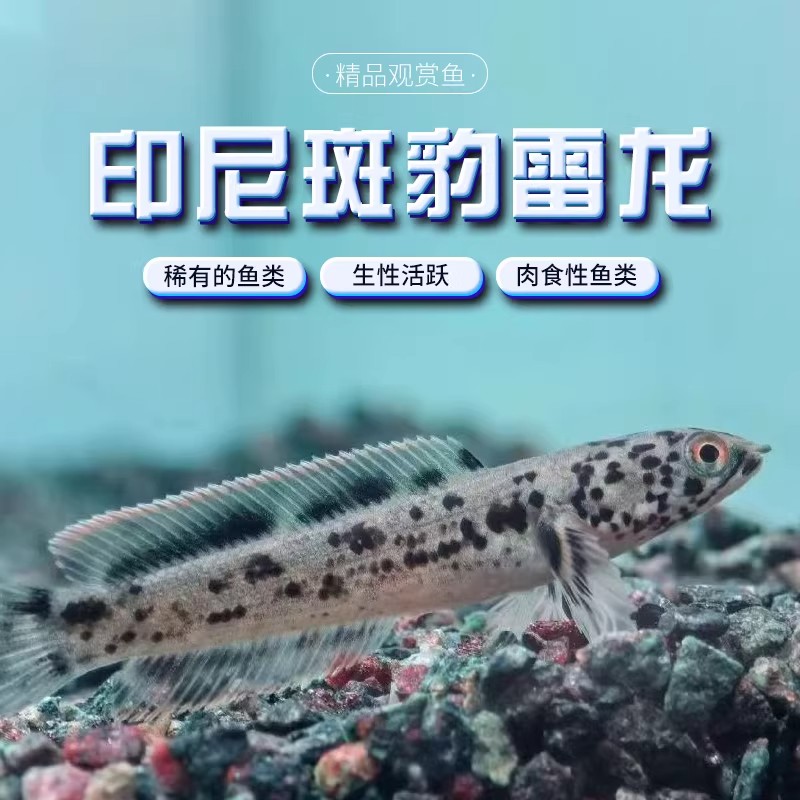 印尼斑豹雷龙鱼幼鱼活体易养